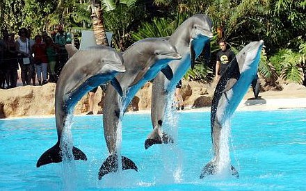 Delfíni, Loro park Tenerife - Kanárské ostrovy