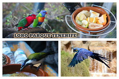 Papoušci v Loro Parku