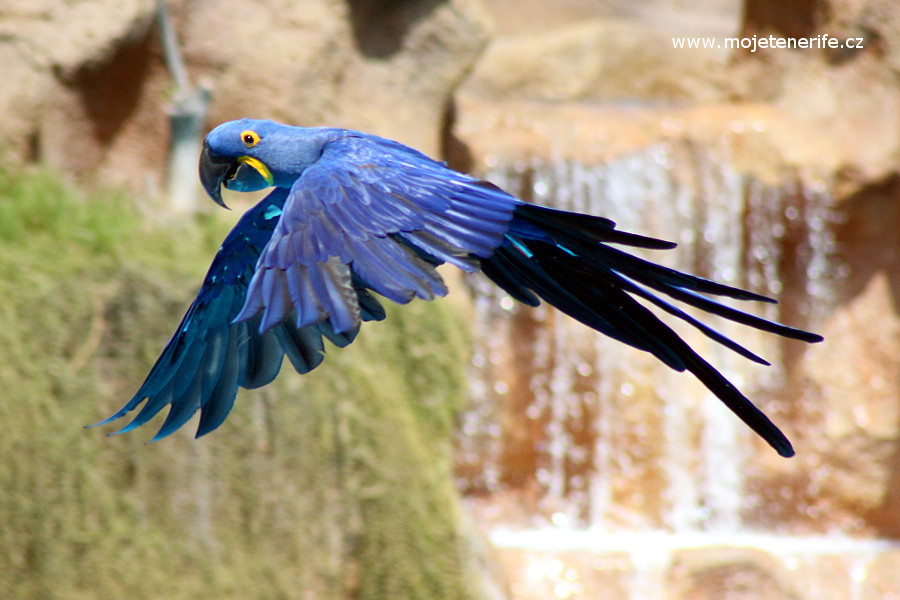 Papoušek, Loro park - Loro Parque Tenerife