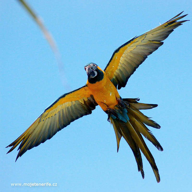 Letící papoušek - Loro Park